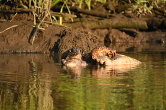 Snapping Turtles Having Sex 28