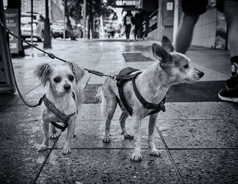 Little Dogs, Big City<br/>© <a href="https://flickr.com/people/27875050@N03" target="_blank" rel="nofollow">27875050@N03</a> (<a href="https://flickr.com/photo.gne?id=51731356615" target="_blank" rel="nofollow">Flickr</a>)