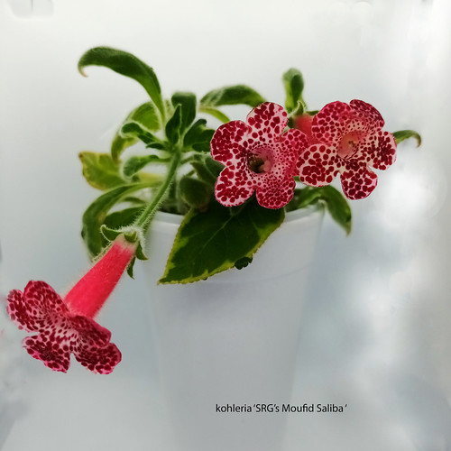 Kohleria /"YF/'s Gerd/" 1 rhizome Gesneriad African Violet kin
