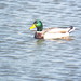 Mallard Duck, Dave Sanford Park, Sachse, Texas, December 9, 2021