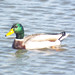 Mallard Duck, Dave Sanford Park, Sachse, Texas, December 9, 2021
