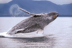 Alaska Whales and Glaciers Photography Workshop • USA July 2022
