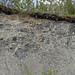 Serpentinite (Livengood Ophiolite, Early Cambrian; near Livengood, Alaska, USA) 5