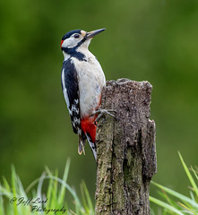 DSC5592  Great spotted Woodpecker...