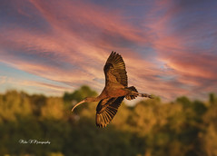 Glossy ibis,flight ,sunset light