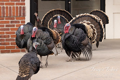December 12, 2021 - Turkeys on the move in Eastlake. (Tony's Takes)