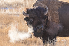 December 11, 2021 - A steaming bison. (Tony's Takes)