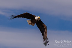 December 11, 2021 - Majestic bald eagle in Adams County. (Tony's Takes)