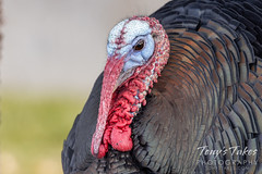 December 12, 2021 - Turkeys on the move in Eastlake. (Tony's Takes)