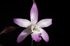 Laelia autumnalis (Lex.) Lindl., Gen. Sp. Orchid. Pl.: 115 (1831)