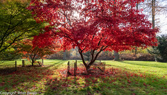 Westonbirt Arboretum • <a style="font-size:0.8em;" href="http://www.flickr.com/photos/124858529@N03/51747143664/" target="_blank">View on Flickr</a>