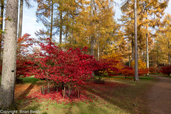Westonbirt Arboretum • <a style="font-size:0.8em;" href="http://www.flickr.com/photos/124858529@N03/51747143734/" target="_blank">View on Flickr</a>