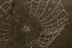 Spider web on autumn morning