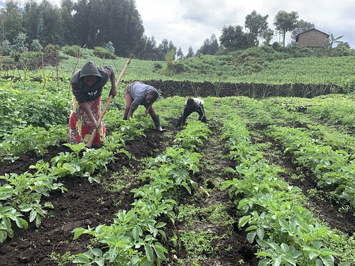 Potato Farmers in Rwanda