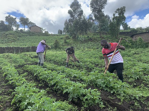 Potato Farmers in Rwanda