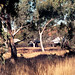 138 Alice Springs Telegraph Station, July 1976