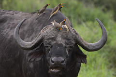 Yellow-billed oxpecker, Buphagus africanus, on Cape buffalo at Kruger National Park, South Africa.