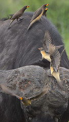 Yellow-billed oxpecker, Buphagus africanus, on Cape buffalo at Kruger National Park, South Africa.