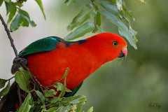 1.10879 Perruche royale / Alisterus scapularis scapularis / Australian King-Parrot