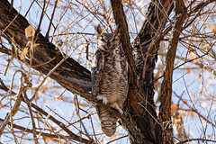 December 19, 2021 - A very attentive great horned owl in Adams County. (Tony's Takes)
