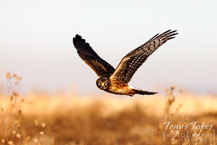 December 18, 2021 - A female northern harrier on patrol. (Tony's Takes)