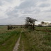 The Ridgeway on the Oxfordshire Downs 1