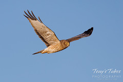 December 18, 2021 - A male northern harrier on patrol. (Tony's Takes)