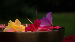 Singing Bowl with Flowers