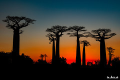 Siluetas - Madagascar