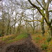 The path through Blackheath Forest 2