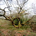 ancient oak in Blackheath Forest