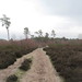 The path through Blackheath Forest 3