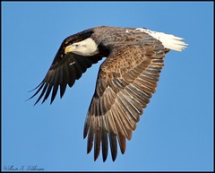 December 26, 2021 - Bald eagle takes flight. (Bill Hutchinson)