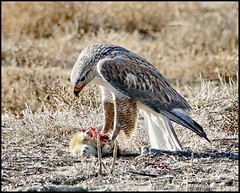 December 26, 2021 - A ferruginous hawk and lunch. (Bill Hutchinson)