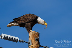 December 23, 2021 - Bald eagle enjoys some fish. (Tony's Takes)