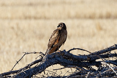 December 26, 2021 - A northern harrier rests on the plains. (Tony's Takes)