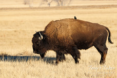December 26, 2021 - A starling catches a ride on a bison. (Tony's Takes)