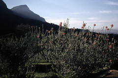 SA Cape Town Kirstenbosch Gardens - 1965 (W65-A64-28)