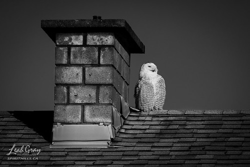 Suburban Snowy Owl • <a style="font-size:0.8em;" href="http://www.flickr.com/photos/106269596@N05/51783508551/" target="_blank">View on Flickr</a>