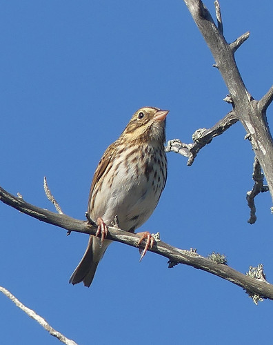 swamp sparrow 3