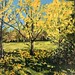 Ginkgo trees 16" x 20" sold