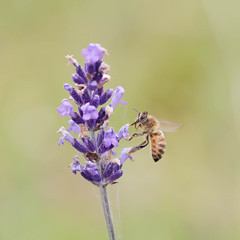 Bee and lavender || Little Hartley