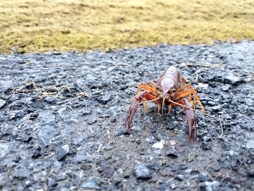 Crawfish on path at Meadowview Golf Resort in late December