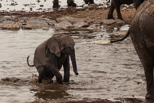 Baby Elephant bathing in Halali