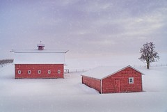 Barn in Snowstorm 2023 A (Explored)