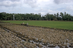 PH Pagsanjan rice fields - 1963 (W63-K13-12)