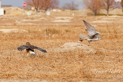 December 31, 2021 - A prairie falcon steals a meal from a harrier. (Tony's Takes)