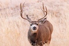 December 31, 2021 - A mule deer buck gets a sniff. (Tony's Takes)