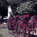 MY Kota Kinabalu gardens - 1965 (W65-A24-06)