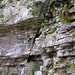 Joint in limestone (Columbus Limestone, Middle Devonian; Indian Village Canyon, Columbus, Ohio, USA) 2
